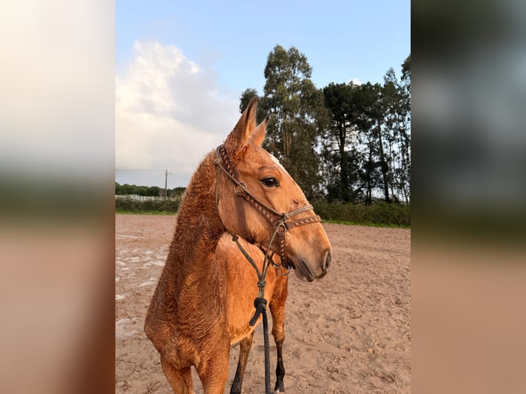 Lusitanos Stute 1 Jahr 163 cm Buckskin in Caldas da Rainha