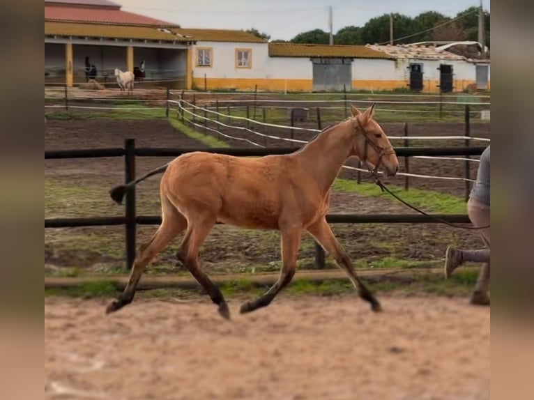 Lusitanos Stute 1 Jahr 163 cm Buckskin in Caldas da Rainha