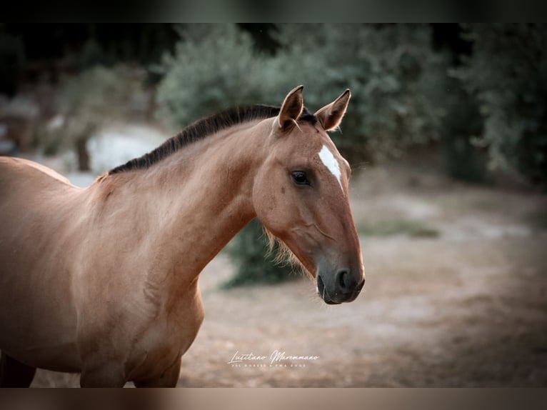 Lusitanos Mix Stute 1 Jahr 163 cm Falbe in Rio Maior