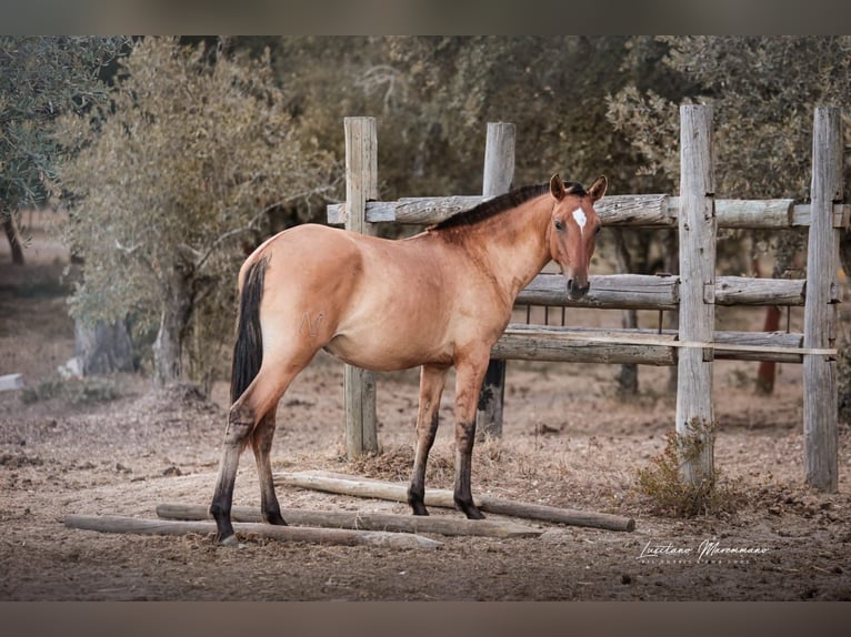 Lusitanos Mix Stute 1 Jahr 163 cm Falbe in Rio Maior