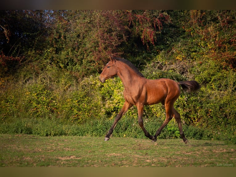 Lusitanos Stute 1 Jahr 164 cm Rotbrauner in Saint Vaast