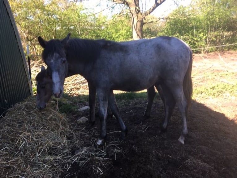 Lusitanos Mix Stute 1 Jahr 165 cm Braunfalbschimmel in Groß Vollstedt