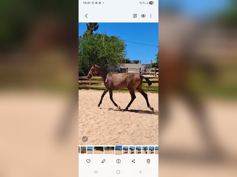 Lusitanos Stute 1 Jahr 165 cm Dunkelfuchs in Pera