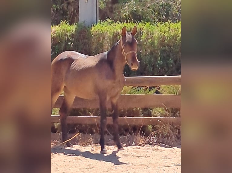 Lusitanos Stute 1 Jahr 165 cm Dunkelfuchs in Pera