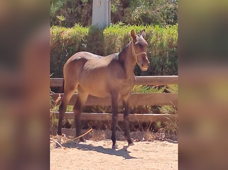 Lusitanos Stute 1 Jahr 165 cm Dunkelfuchs in Pera