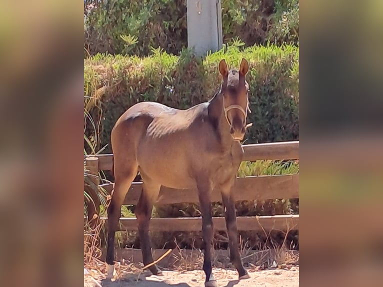 Lusitanos Stute 1 Jahr 165 cm Dunkelfuchs in Pera