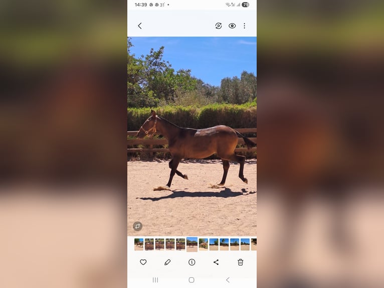 Lusitanos Stute 1 Jahr 165 cm Dunkelfuchs in Pera