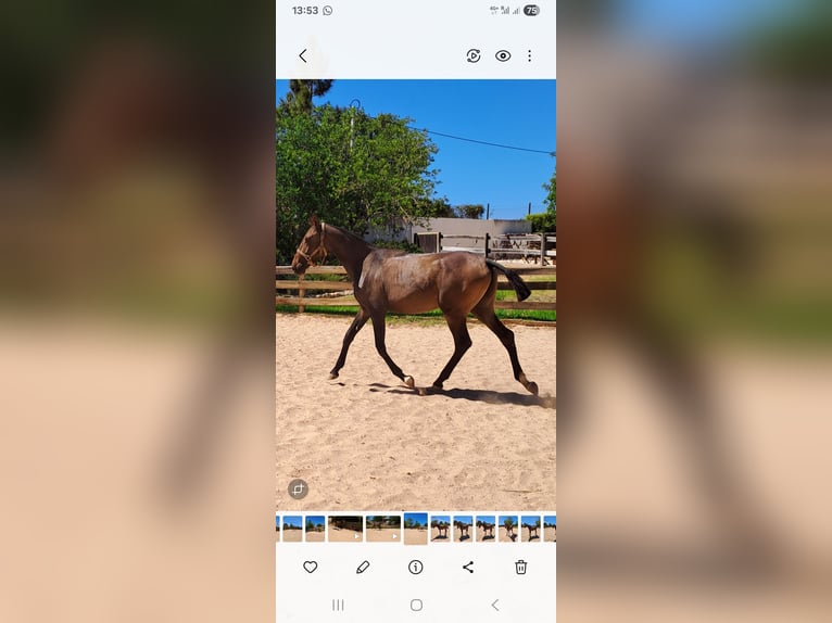 Lusitanos Stute 1 Jahr 165 cm Dunkelfuchs in Pera