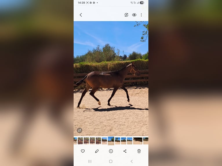 Lusitanos Stute 1 Jahr 165 cm Dunkelfuchs in Pera