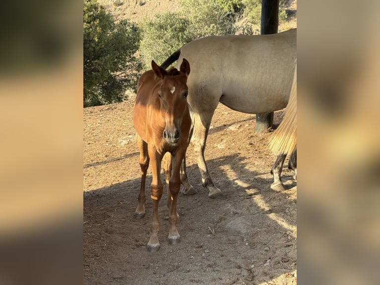 Lusitanos Mix Stute 1 Jahr 165 cm Dunkelfuchs in Malaga