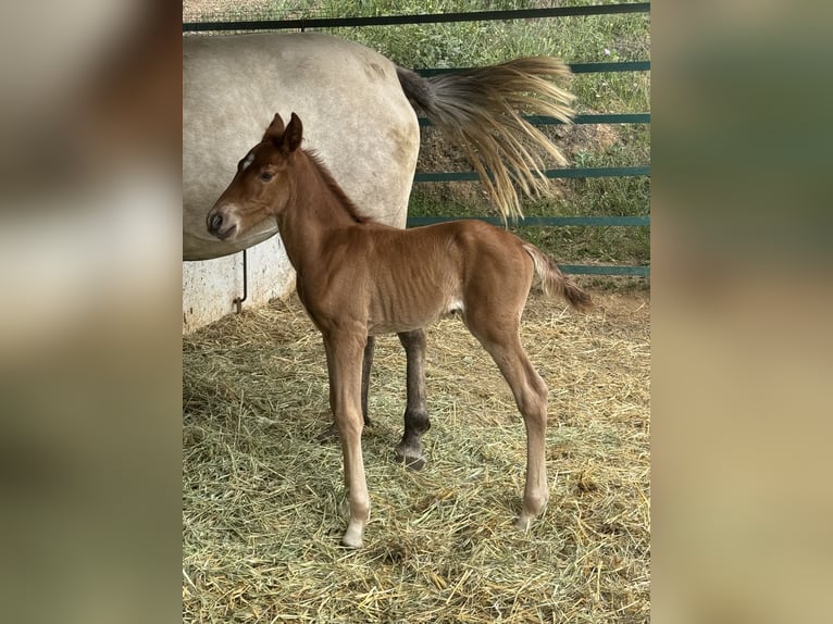 Lusitanos Mix Stute 1 Jahr 165 cm Dunkelfuchs in Malaga