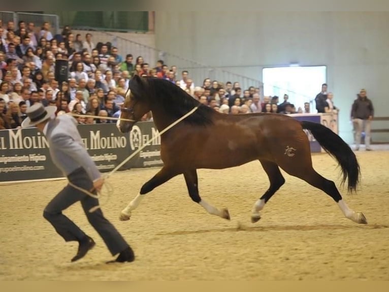 Lusitanos Mix Stute 1 Jahr 165 cm Dunkelfuchs in Malaga