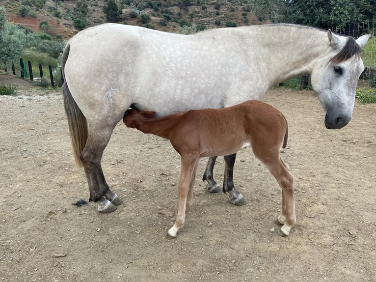 Lusitanos Mix Stute 1 Jahr 165 cm Dunkelfuchs in Malaga