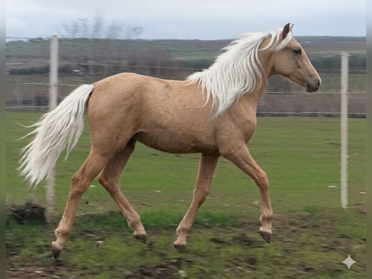 Lusitanos Stute 1 Jahr 165 cm Palomino in Emden