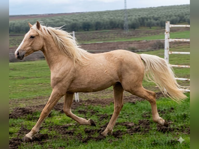 Lusitanos Stute 1 Jahr 165 cm Palomino in Emden