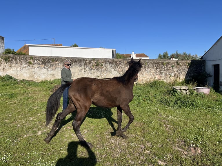 Lusitanos Stute 1 Jahr Brauner in Pavia