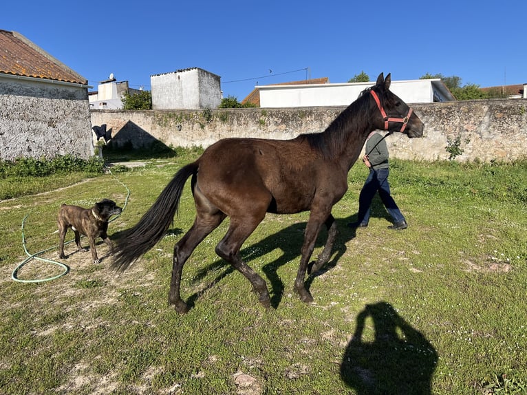 Lusitanos Stute 1 Jahr Brauner in Pavia