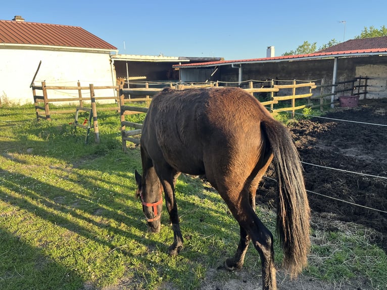 Lusitanos Stute 1 Jahr Brauner in Pavia