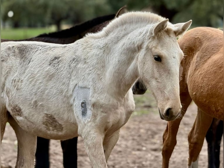 Lusitanos Stute 1 Jahr Palomino in Penafiel