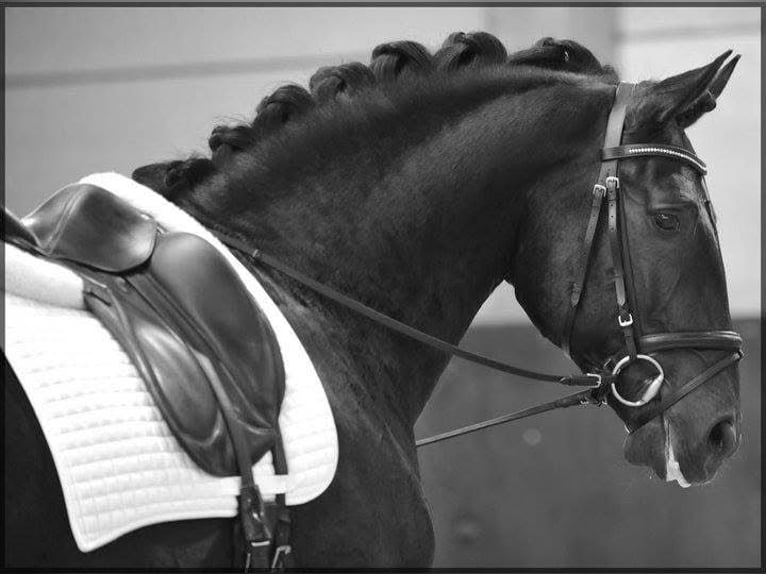 Lusitanos Mix Stute 1 Jahr Rappschimmel in Jol