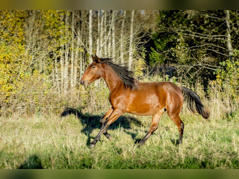 Lusitanos Stute 1 Jahr Rotbrauner in Kauda