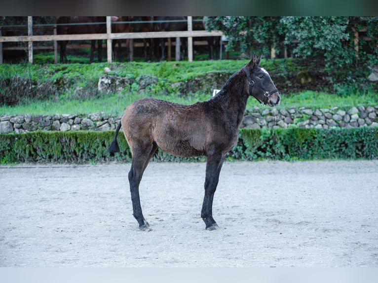 Lusitanos Stute 1 Jahr Schimmel in El Jaral
