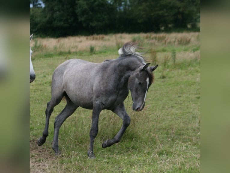 Lusitanos Stute 1 Jahr Schimmel in Saligny sur Roudon