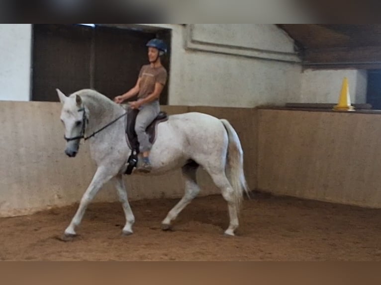 Lusitanos Stute 20 Jahre 165 cm Fliegenschimmel in Starnberg