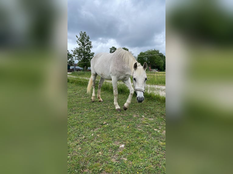 Lusitanos Stute 20 Jahre 165 cm Fliegenschimmel in Starnberg