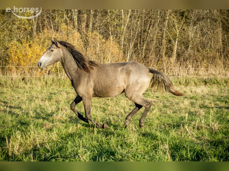 Lusitanos Stute 2 Jahre 146 cm Schimmel in Kauda