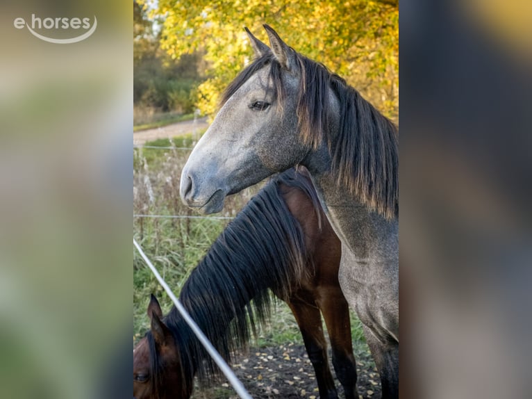 Lusitanos Stute 2 Jahre 146 cm Schimmel in Kauda