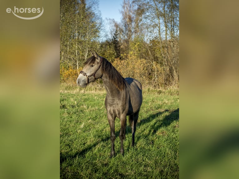 Lusitanos Stute 2 Jahre 146 cm Schimmel in Kauda
