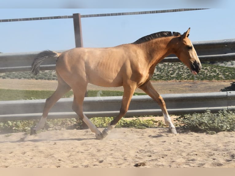 Lusitanos Stute 2 Jahre 148 cm Falbe in Provinz Cordoba