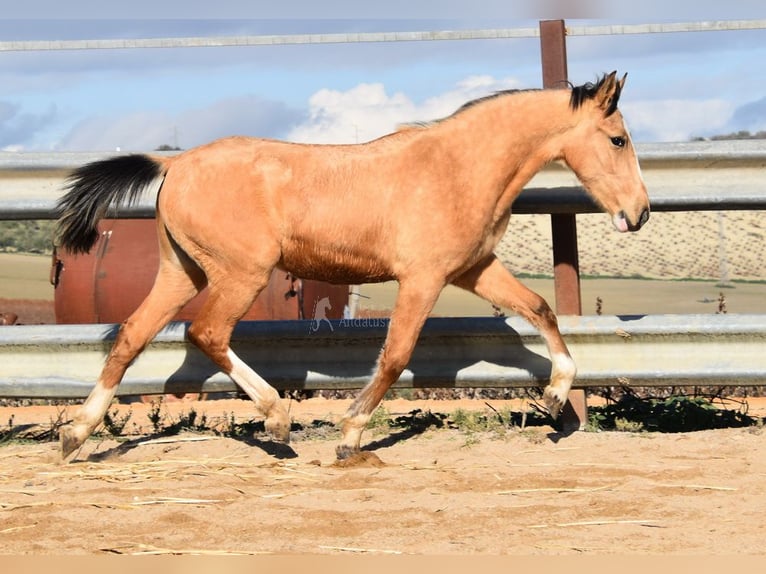 Lusitanos Stute 2 Jahre 148 cm Falbe in Provinz Cordoba