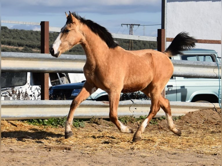 Lusitanos Stute 2 Jahre 148 cm Falbe in Provinz Cordoba