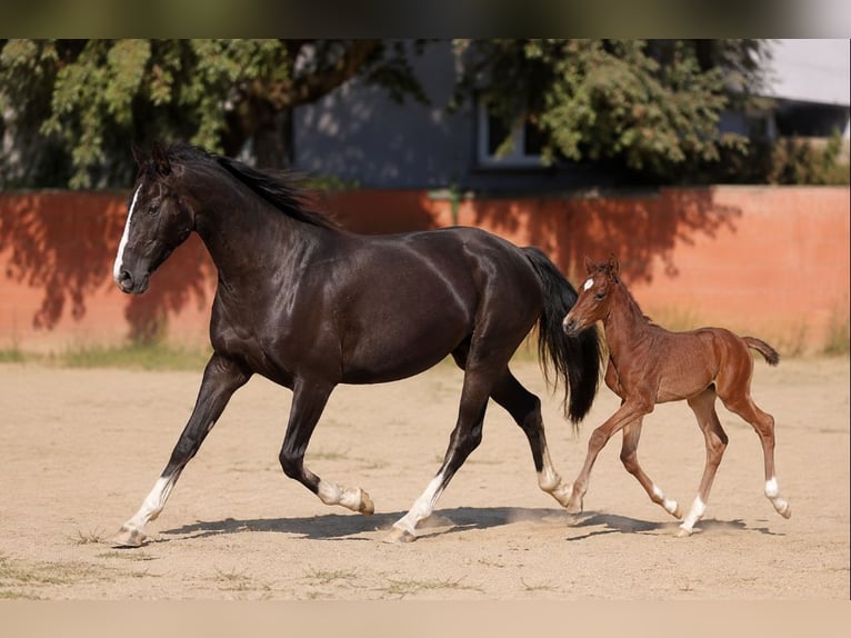 Lusitanos Mix Stute 2 Jahre 150 cm Rappe in Valencia
