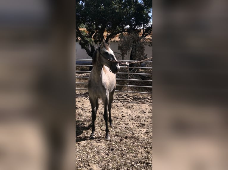 Lusitanos Stute 2 Jahre 152 cm Schimmel in Galizae