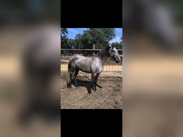 Lusitanos Stute 2 Jahre 152 cm Schimmel in Galizae