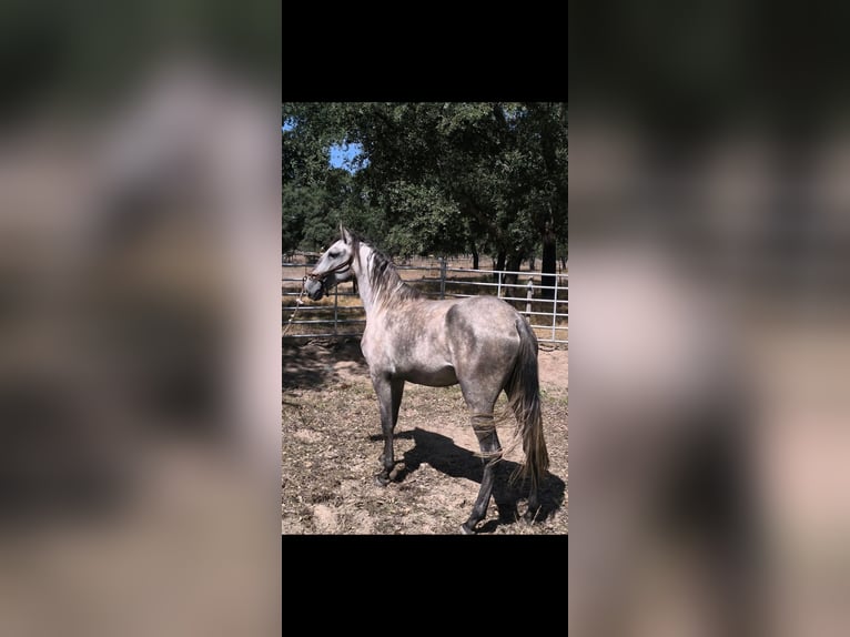 Lusitanos Stute 2 Jahre 152 cm Schimmel in Galizae