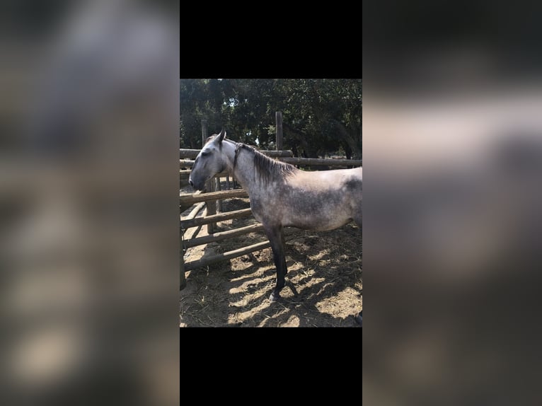 Lusitanos Stute 2 Jahre 152 cm Schimmel in Galizae