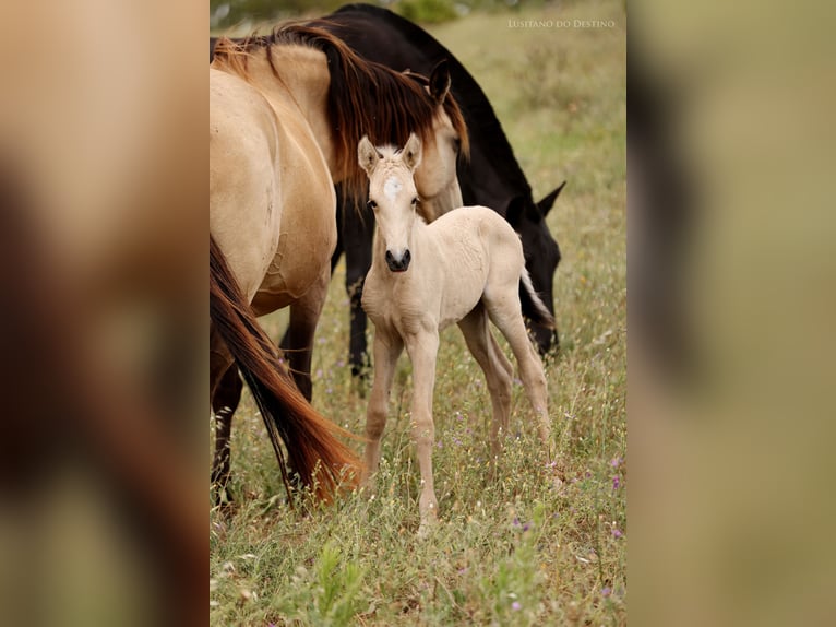 Lusitanos Mix Stute 2 Jahre 155 cm Falbe in Générac