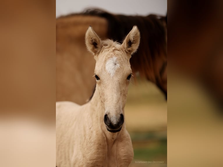 Lusitanos Mix Stute 2 Jahre 155 cm Falbe in Générac