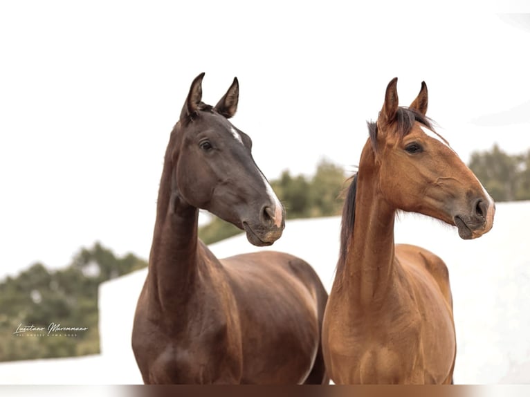 Lusitanos Stute 2 Jahre 158 cm Brauner in Rio Maior