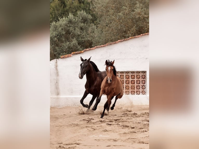 Lusitanos Stute 2 Jahre 158 cm Brauner in Rio Maior