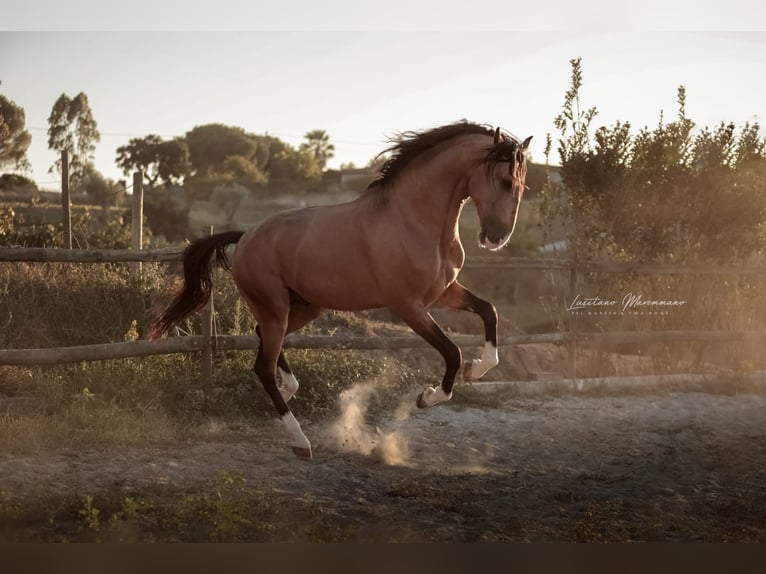 Lusitanos Stute 2 Jahre 158 cm Brauner in Rio Maior