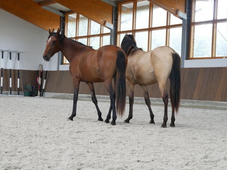 Lusitanos Stute 2 Jahre 160 cm Brauner in Bedburg