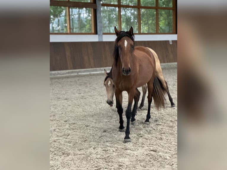 Lusitanos Stute 2 Jahre 160 cm Brauner in Bedburg