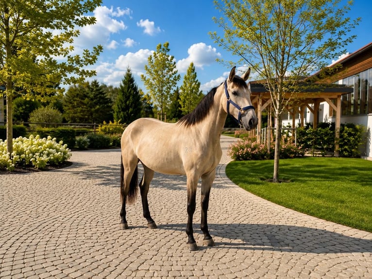 Lusitanos Stute 2 Jahre 160 cm Falbe in Neusäß