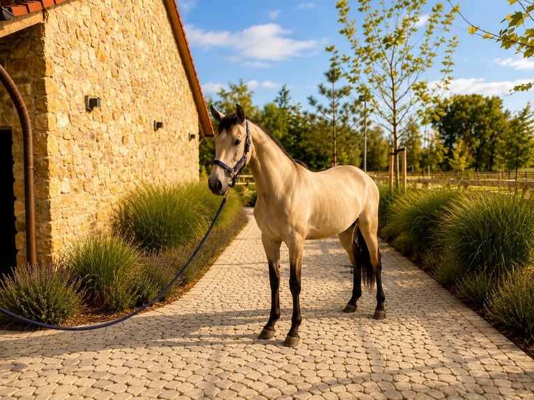 Lusitanos Stute 2 Jahre 160 cm Falbe in Neusäß