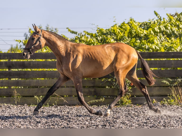 Lusitanos Stute 2 Jahre 160 cm Schimmel in Barrosas